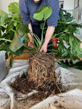 Repotting