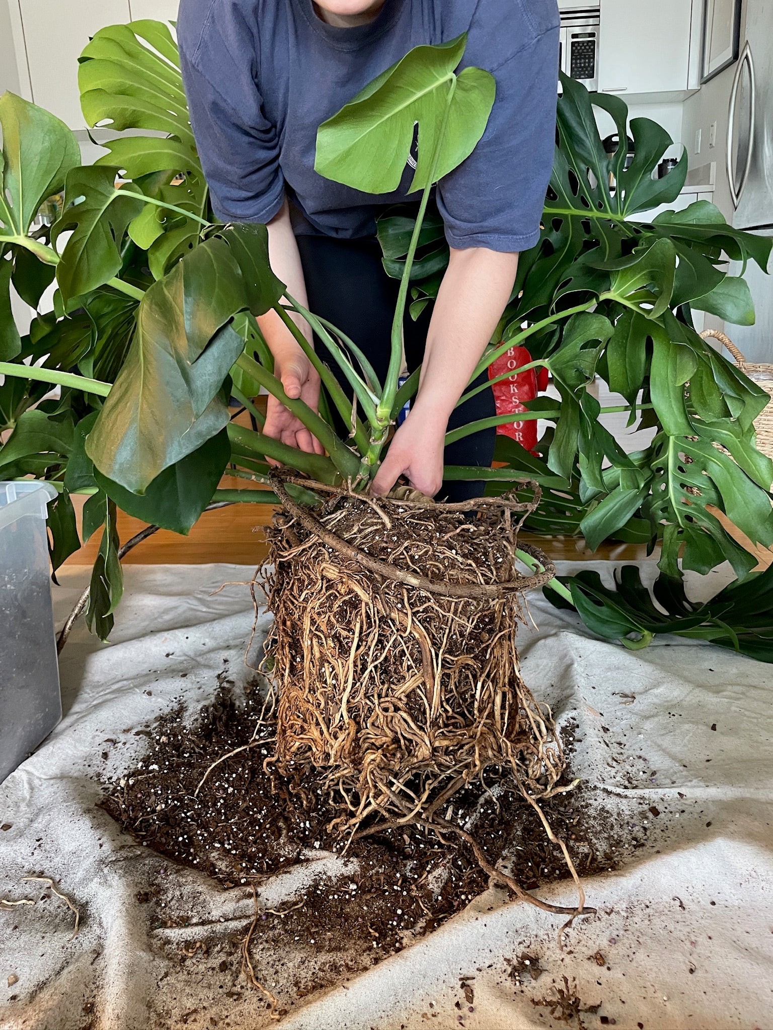 Repotting