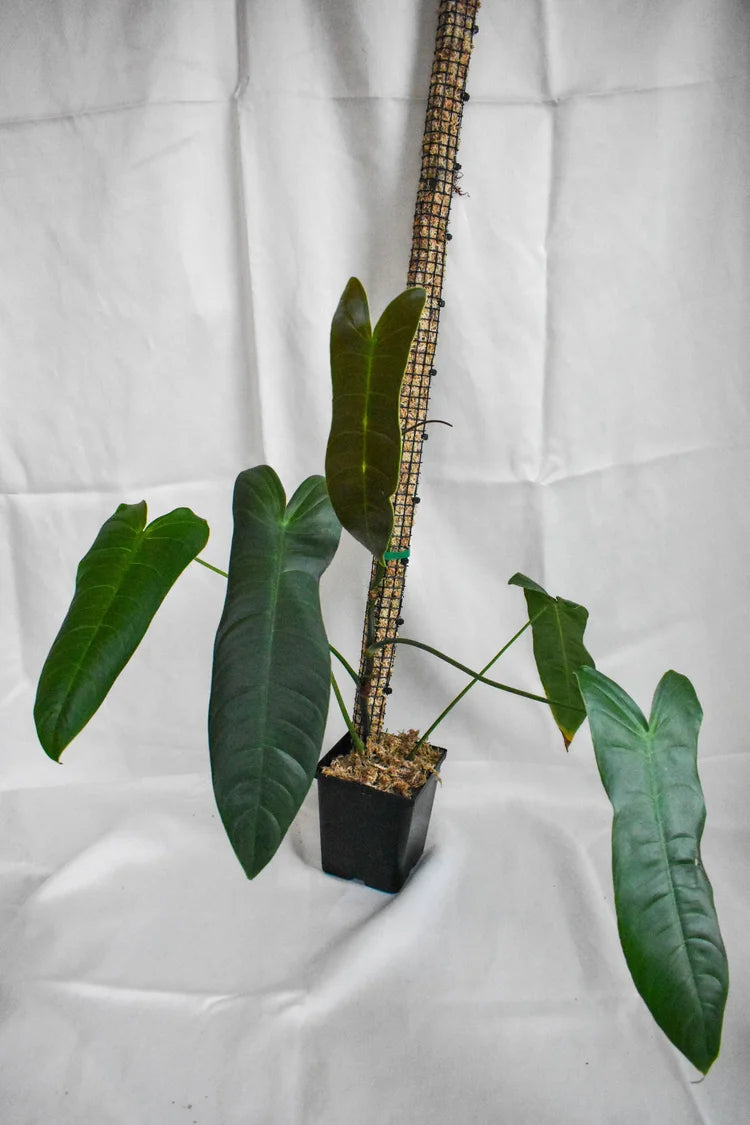 Premium Sphagnum Moss Poles