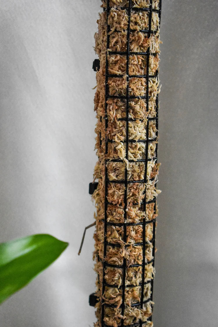 Premium Sphagnum Moss Poles
