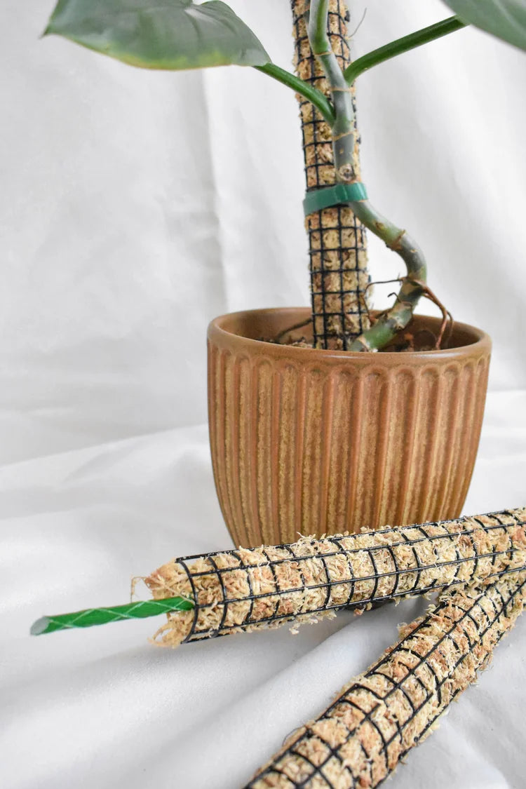 Premium Sphagnum Moss Poles