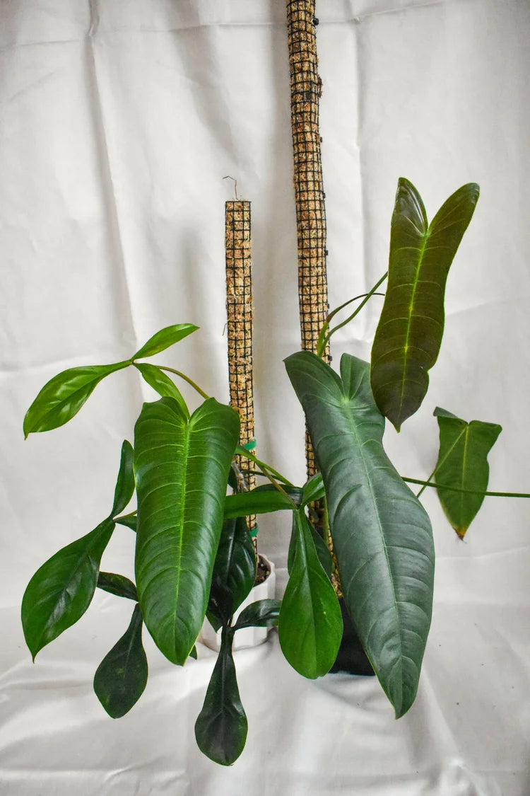 Premium Sphagnum Moss Poles