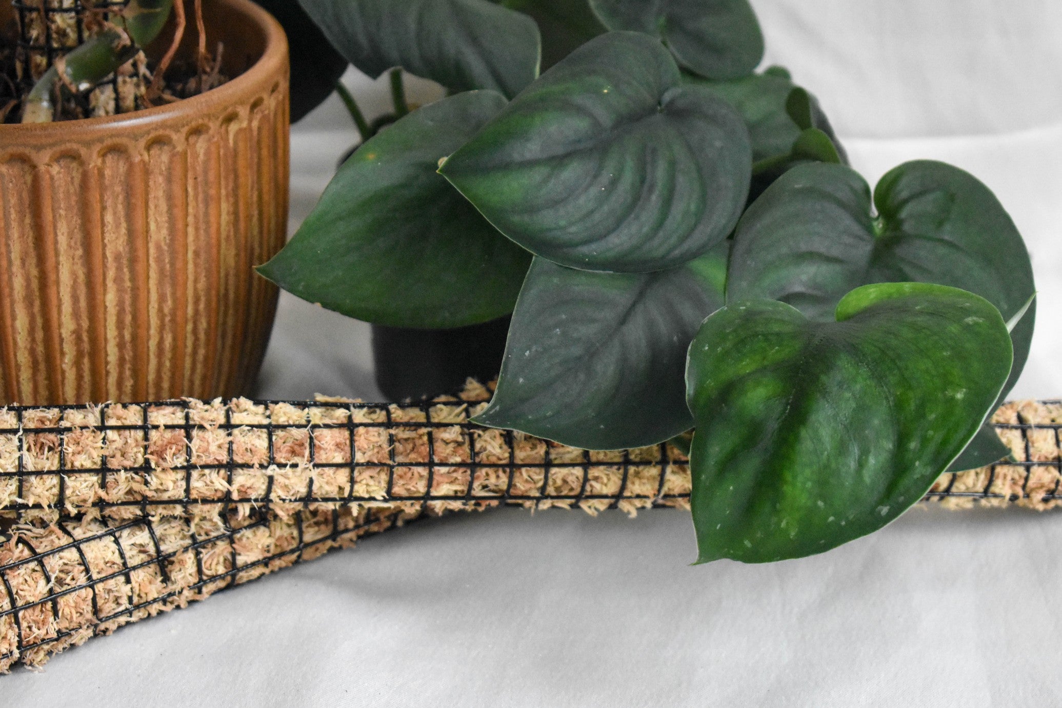 Sphagnum moss poles in front of a green leafy plant with a brown pot in the background